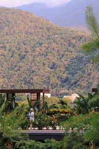 A person standing on a concrete path surrounded by lush green plants with a mountain range in the background.