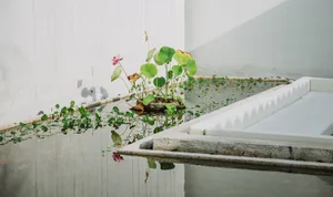 A pond feature with lotus flowers and green leaves