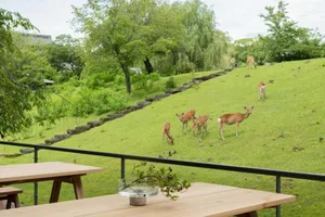 Wildlife grazing on a green hillside with a picnic table in the foreground.