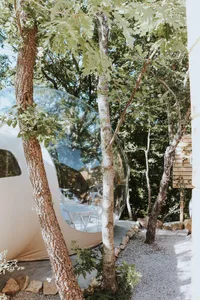 A minimalist glass tent amidst trees and shrubs, showcasing a unique living space design.