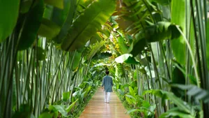 A person walking on a wooden pathway surrounded by lush green leaves and plants.