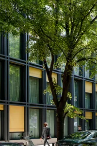 Green tree outside a modern office building with glass windows.