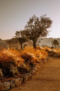 An outdoor landscape featuring an olive tree in a hilly area surrounded by rocks and tall grass plants, with a structures vis