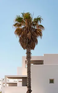 Concrete building exterior on a clear day with a palm tree.