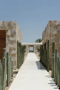 A concrete pathway lined with tall green cacti, leading to a modern building with stone walls.