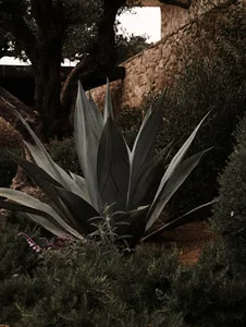 Agave plant with large, pointed green leaves in an outdoor setting surrounded by green foliage and a stone wall.