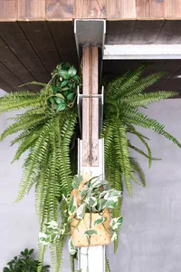 A calm and inviting indoor space with a wooden doorway, two potted plants, and a large green plant hanging above the doorway