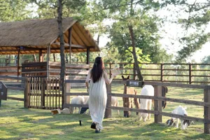 A woman walks past a fence enclosing llamas and sheep in a peaceful outdoor setting