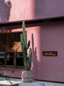 A warm and inviting interior space with a pink accent wall, a large cactus plant, and two chairs, one near each side of the room