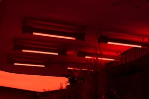 Warm and inviting indoor space with red walls, ceiling lights, and potted plants