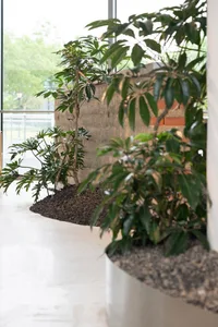 A lush interior space with multiple potted plants in various sizes and positions, creating a natural and inviting atmosphere