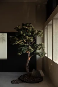 A serene indoor space with a large bonsai tree in a pot near a window, set against a dark background