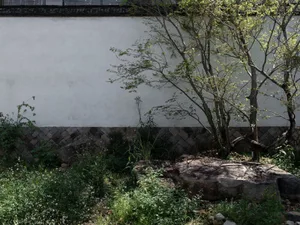 a well-maintained garden with a white wall, two trees, and lush greenery