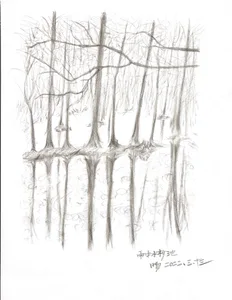A whimsical forest landscape with trees and branches drawn in various positions to create a sense of depth and dimension