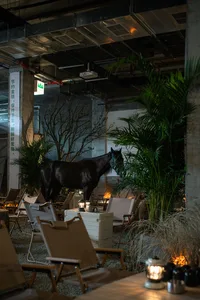 A relaxed indoor area with multiple chairs and potted plants, creating a welcoming atmosphere