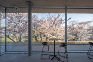 A serene room with two black stools in front of a window showcasing cherry blossoms, creating a calm atmosphere
