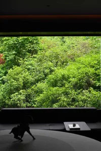 A serene forest view through a glass window with lush green trees and bushes