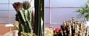 A well-lit room filled with various potted plants, including cacti, creating a cozy atmosphere