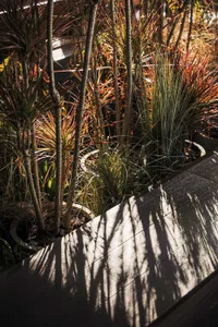 A staircase with a concrete staircase and wall, surrounded by various plants and greenery