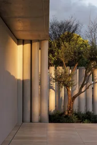 A serene outdoor space with a tree in front of a white building, set in a courtyard or similar environment