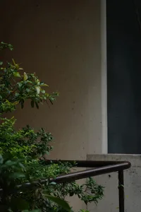 庭院裡的現代建築物的外觀，樓梯和混凝土牆，前方有一株樹，自然光線照射