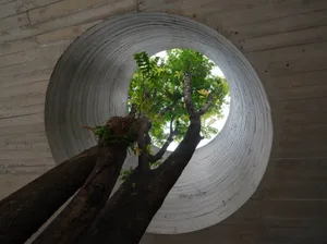 A tree grows through a concrete floor in a dimly lit indoor space, its roots exposed and branches visible