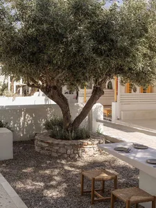 Sunny outdoor courtyard featuring a large olive tree in a circular stone planter, gravel ground, whitewashed walls, and a concrete dining table with woven stools.