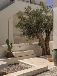 Mediterranean-style courtyard featuring a mature olive tree, travertine stone steps and benches, a stone sink, potted prickly pear cactus, and weathered terracotta pots against white plastered walls.