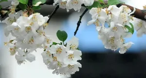 特寫白色蘋果花，瓣上帶有水滴與綠葉，背景柔和模糊。