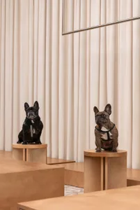 一隻黑色與一隻虎斑色的法國鬥牛犬，分別坐在淺色橡木圓柱基座上，背景為米色窗簾與木質平台構成的極簡室內空間。