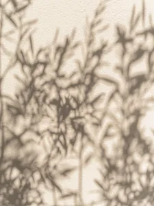 Abstract monochrome photograph showing blurred shadows of plant leaves and stems cast upon a light-colored, textured wall.