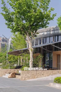 Modern building with large curved glass windows, a prominent mature tree, and a natural stone retaining wall terrace under bright daylight.