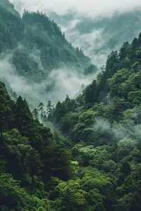 Aerial view of a dense, vibrant green mountain forest covered in thick white mist and clouds, creating a dramatic and serene landscape.