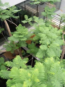 Overhead view of a lush indoor atrium filled with vibrant green ferns and young trees, surrounded by glass walls and modern architectural elements.