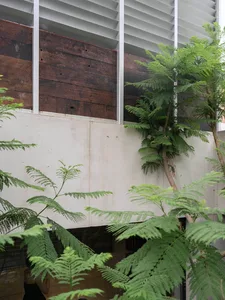 Lush green ferns in the foreground with weathered wooden planks, raw concrete wall, and white horizontal louvers in a modern architectural indoor garden setting.
