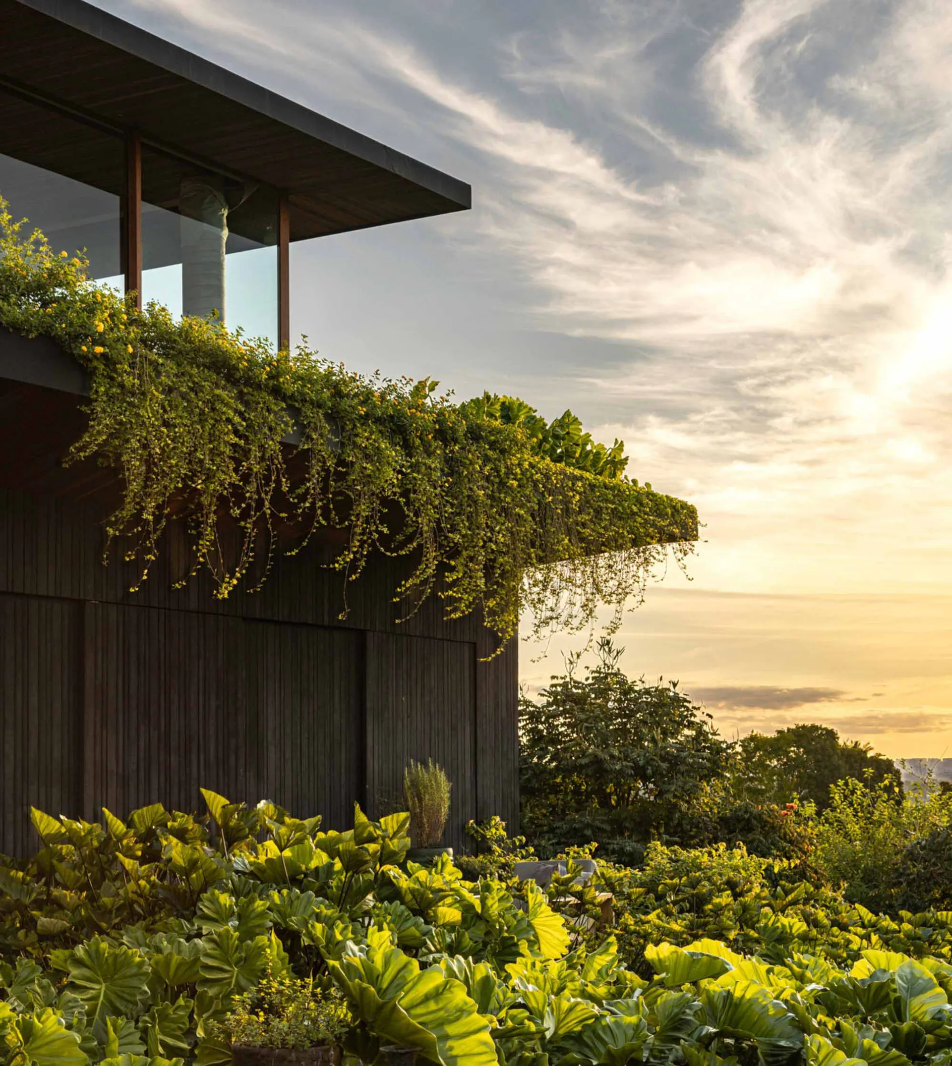 Modern dark wood house with abundant cascading green plants and flowers on an overhanging balcony during sunset, surrounded by tropical foliage.