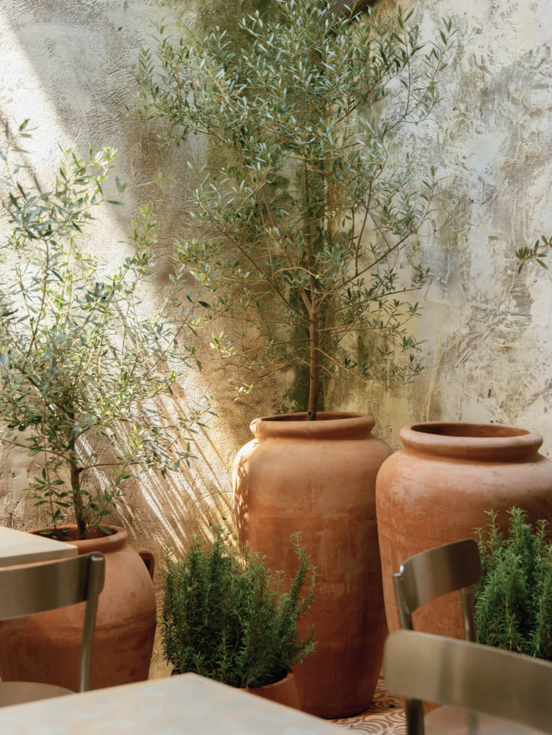 A sunlit Mediterranean-style patio featuring large terracotta pots with mature olive trees and rosemary shrubs, set against a textured plastered wall with metal dining chairs in the foreground.