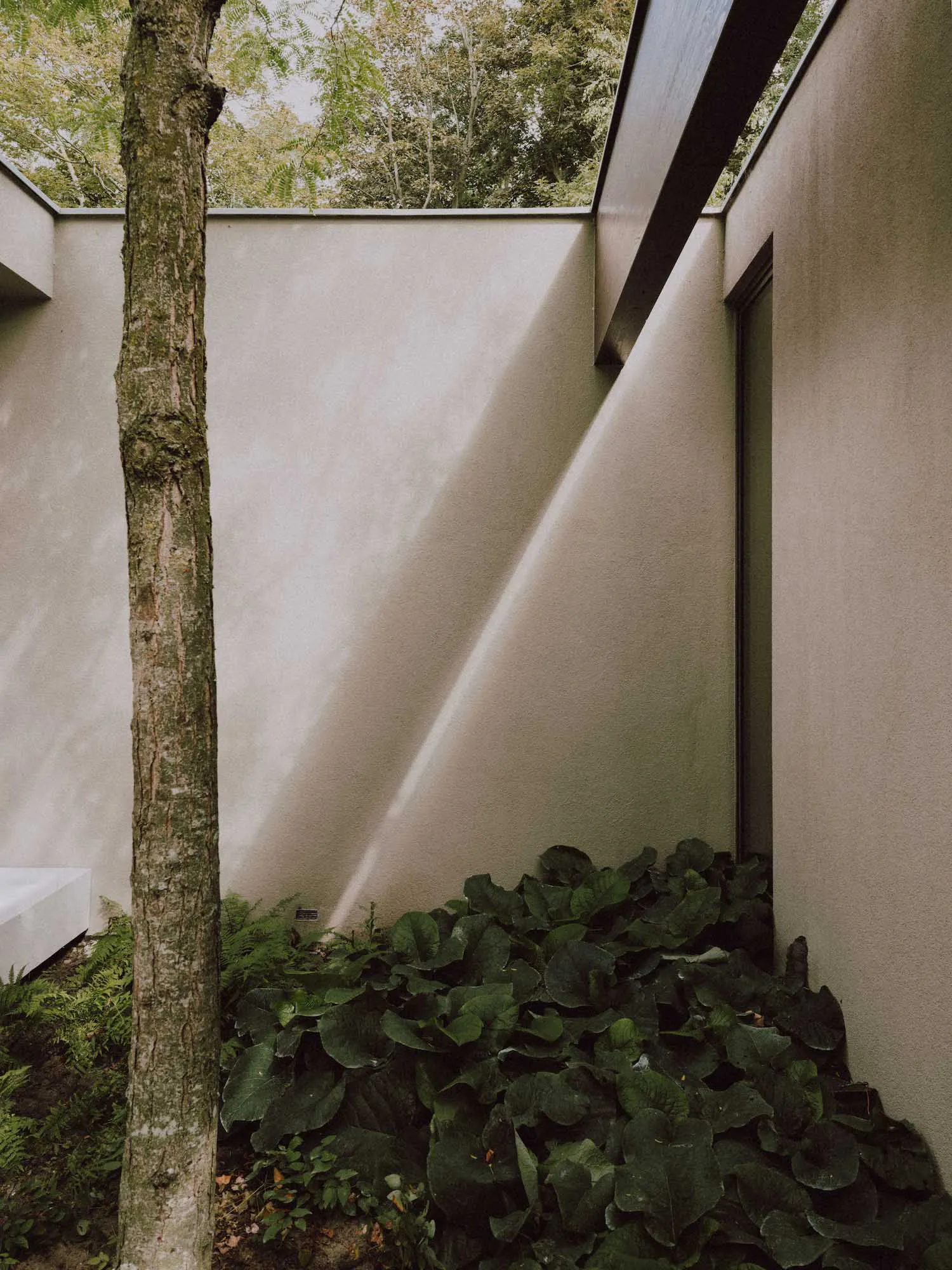 A tall tree stands beside a light-colored concrete wall with a strong diagonal beam of sunlight, surrounded by lush green hosta plants and ferns at the base of a modern building.