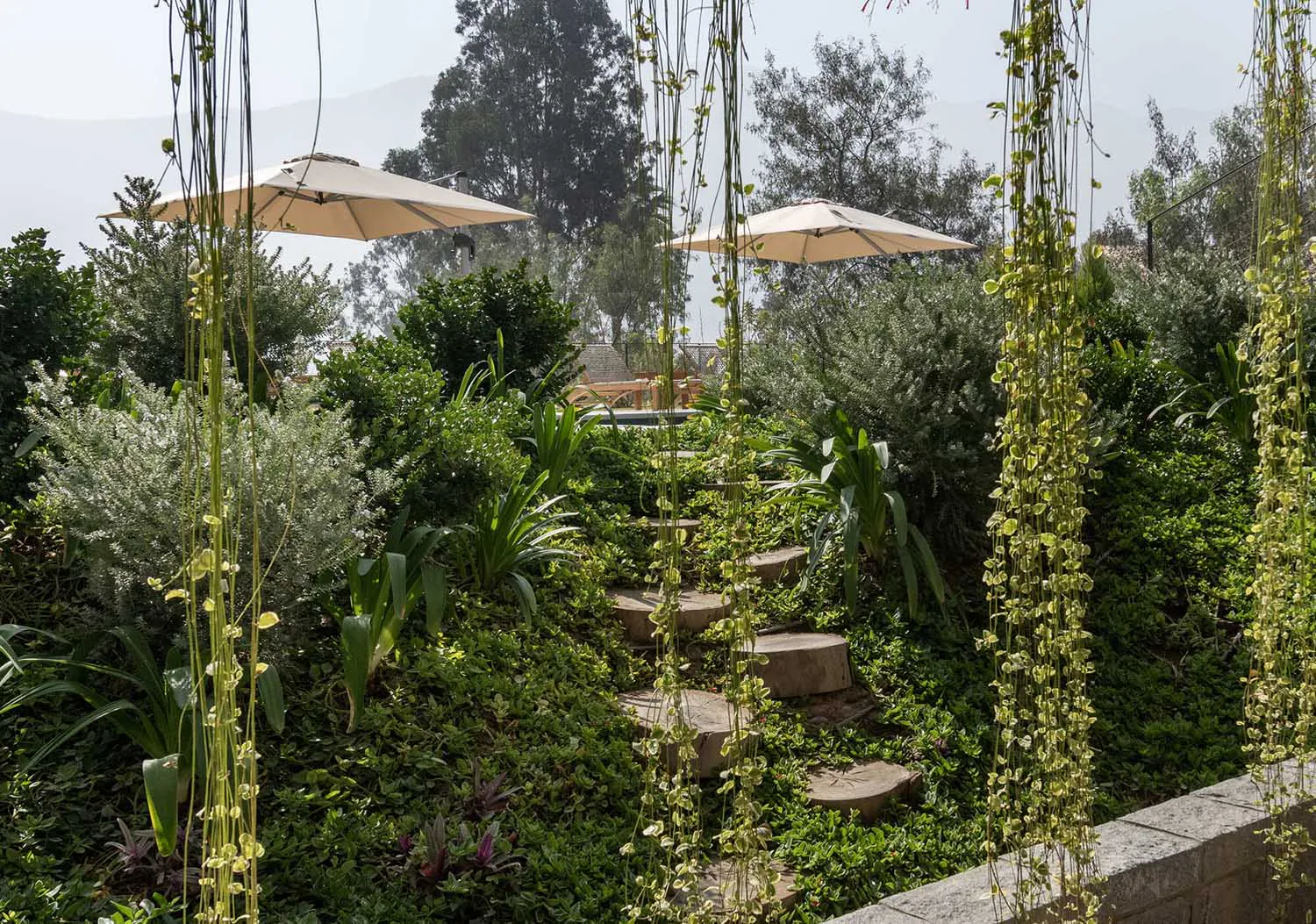 A scenic outdoor hillside garden featuring curved stone steps, dense green foliage, silver-leafed plants, hanging vines with round leaves, and two large beige patio umbrellas overlooking distant mountains.