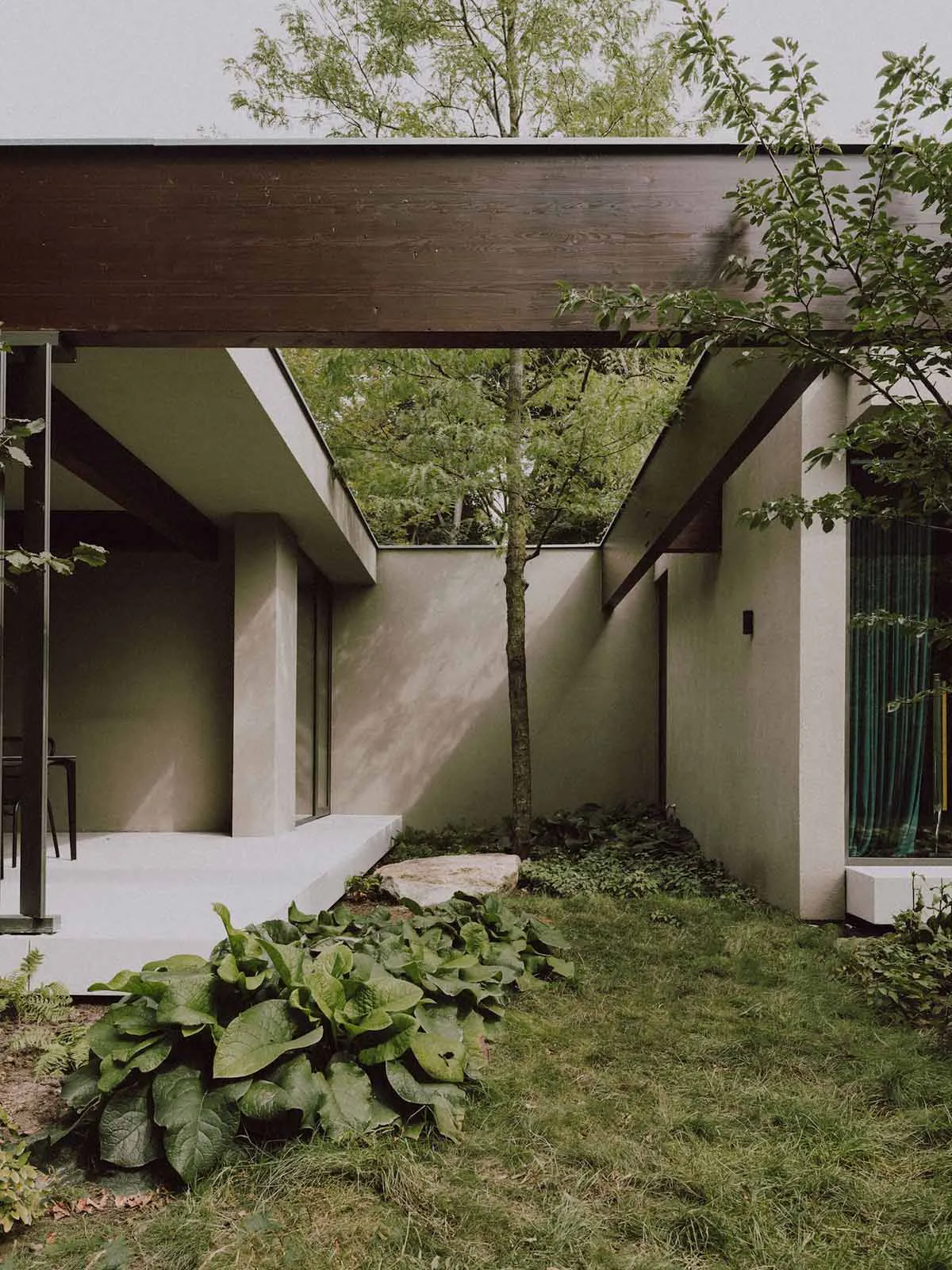 Modern minimalist courtyard between two concrete buildings featuring a tall slender tree, large-leafed hostas in the foreground, a flat overhanging dark wood beam, and a glimpse of an interior dining area through glass doors.