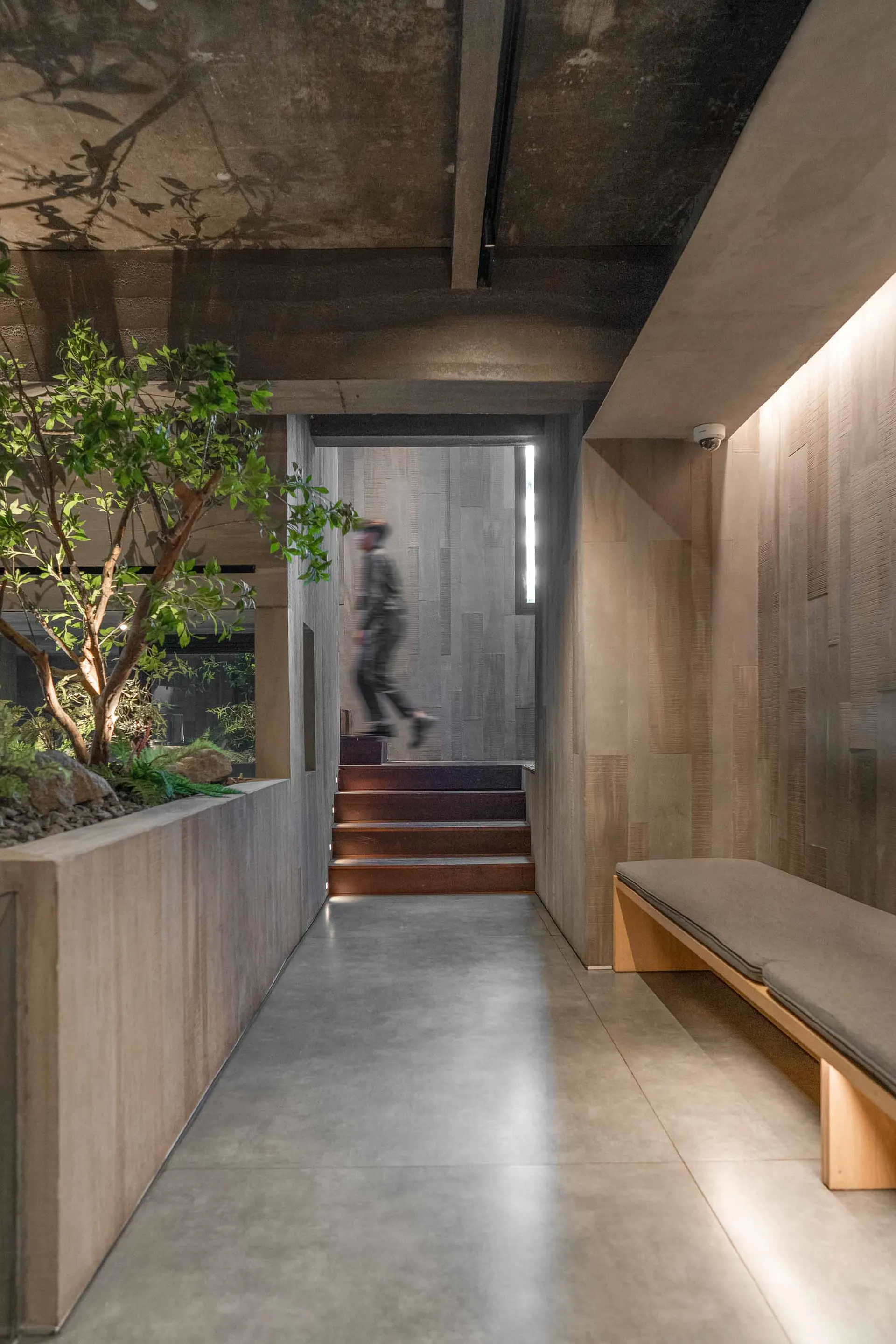 Modern minimalist hallway featuring polished concrete floors, textured concrete walls and ceiling, a built-in wooden bench with grey cushion, a large indoor tree in a concrete planter, and a staircase with wooden treads leading to a lower level.