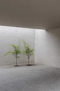 極簡中庭景觀，兩株小型日本楓樹種植在圓形土壤花壇內，灰色鋪面地板，高聳白色磚牆與混凝土天花板。